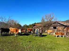 Dronla Kayıp Büyükbaş Hayvanlar Bulundu!